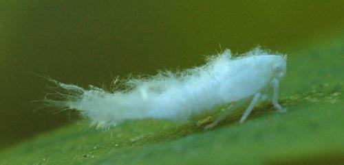 Metcalfa pruinosa
